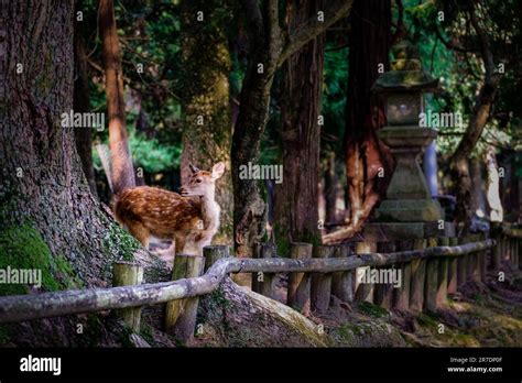  「名鹿の御神木」：古代日本の自然崇拝と生命力溢れる物語！