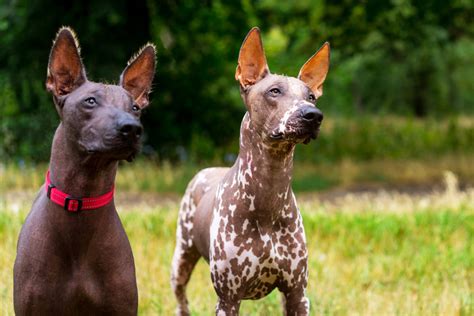  「Xoloitzcuintli's Journey」：古代の犬神と人間の絆、そして死を超えた愛！